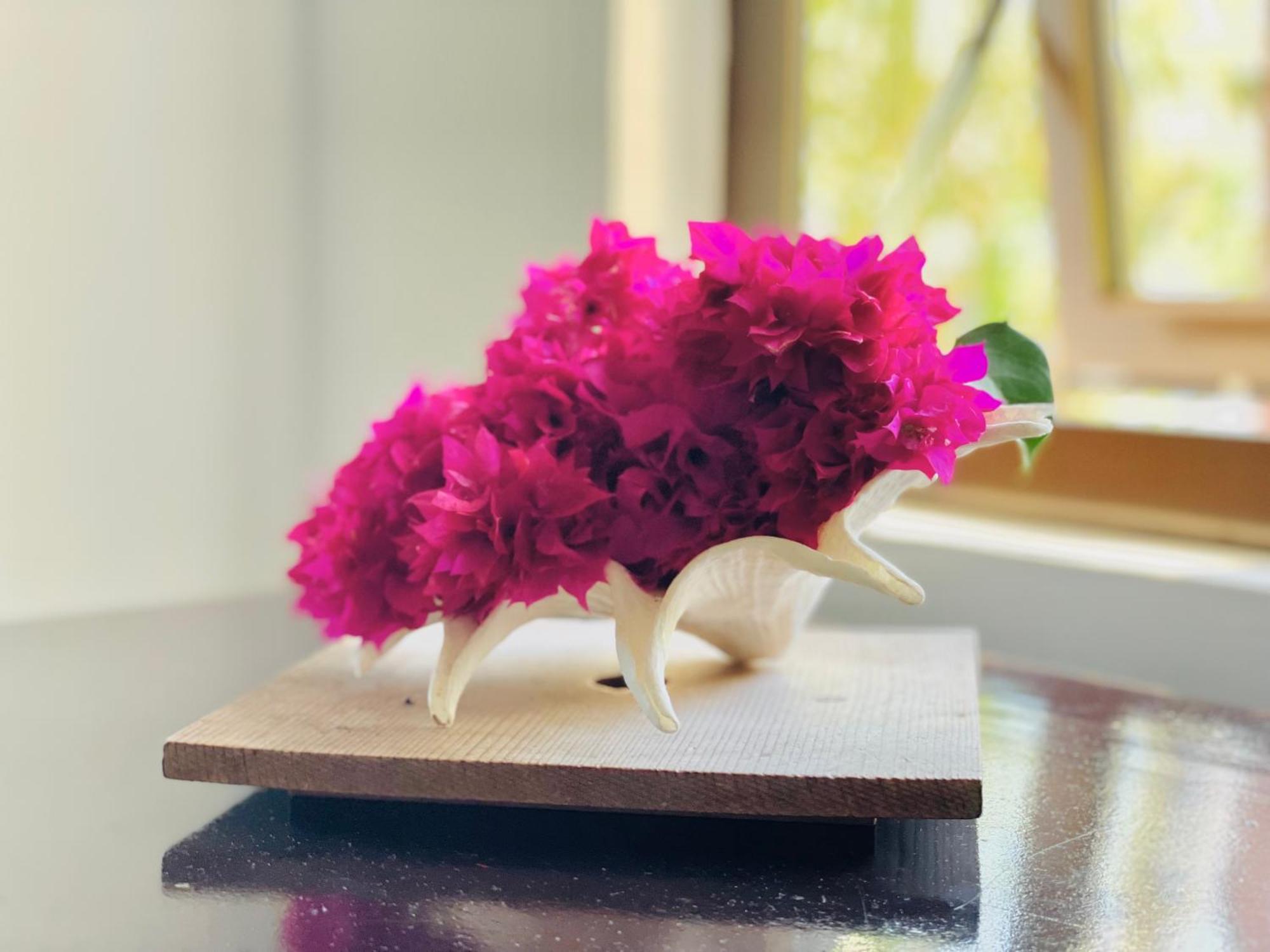 דירה Bougainville טקמק